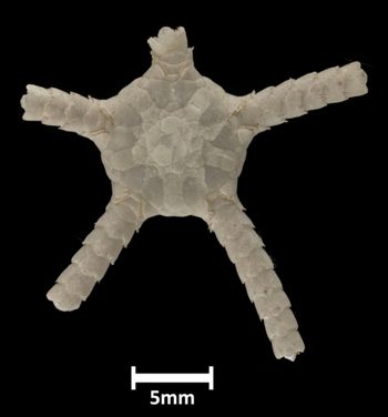 Media type: image;   Invertebrate Zoology OPH-745 Description: Top down view of single ophiuroid specimen with a scale bar.;  Aspect: dorsal